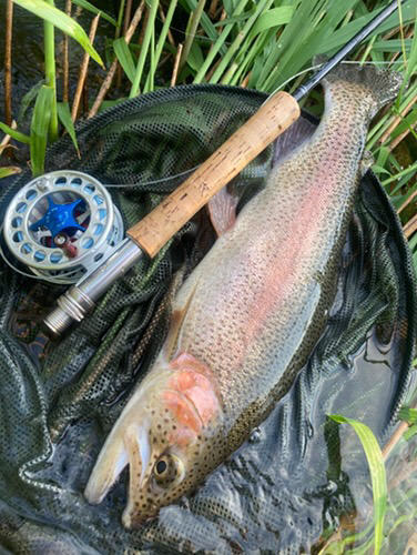 🎣６月５日（木）ニジマス釣果情報