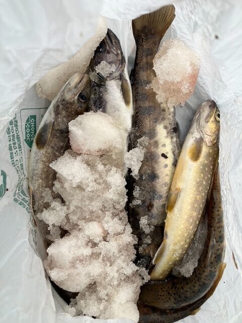 🎣釣果情報🐟４月５日（土）