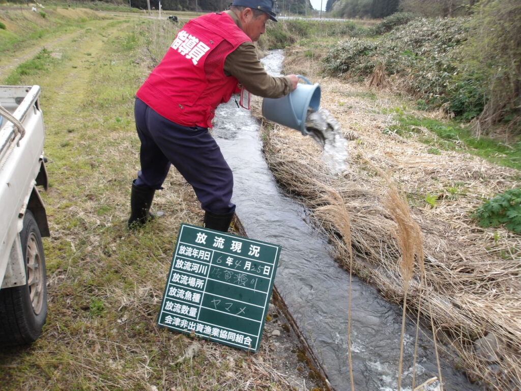 🐟ヤマメ放流しました