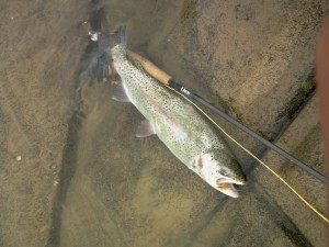 急流には、魚が、着いてますょ。(*´∀｀*)