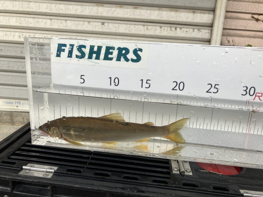 🎣８月25日（月）アユ釣果情報　（湯川）