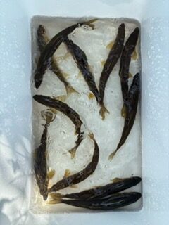 🎣８月15日（金）26日（火）　アユ釣果情報　（大川）