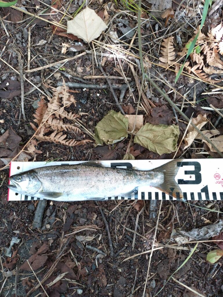 🎣渓流情報😎