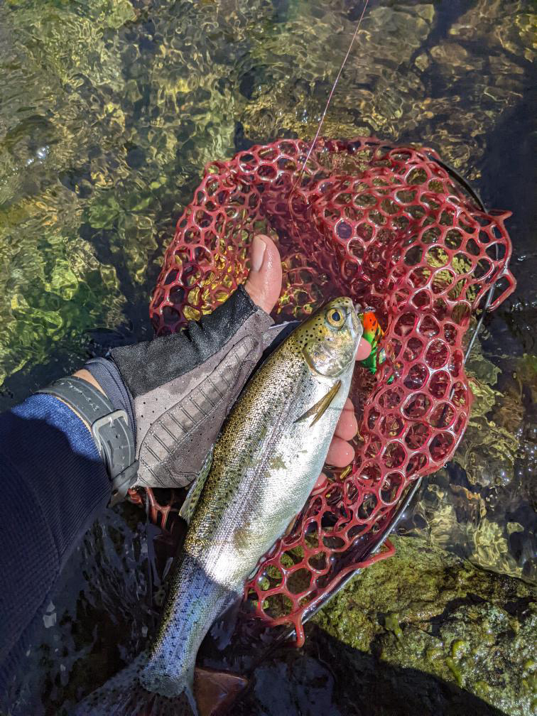 🎣９月30日（火）ニジマス釣果情報（会津大川）