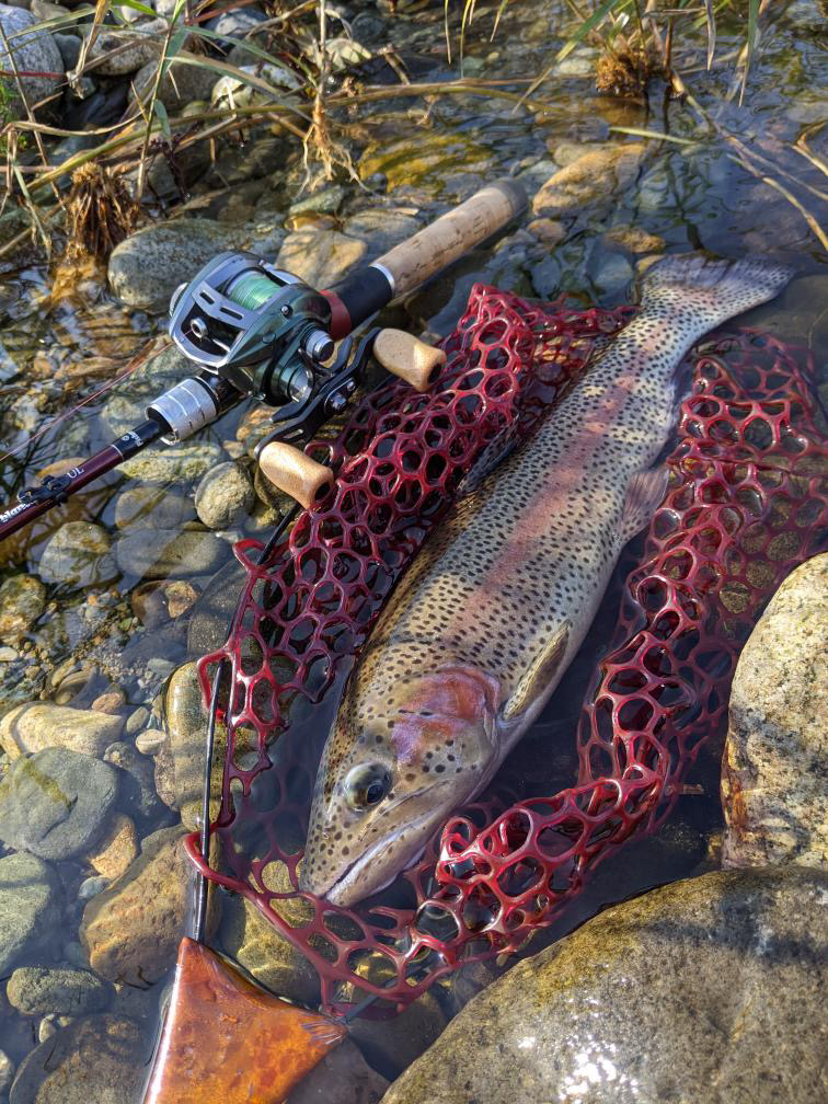 🎣12月２日　ニジマス釣果情報✨