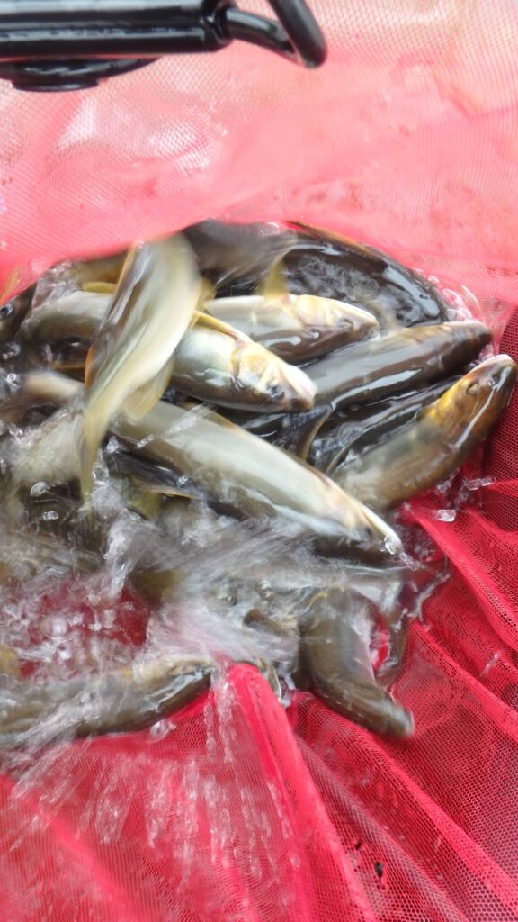 🎣７月１日（火）湯陶里釣果情報２